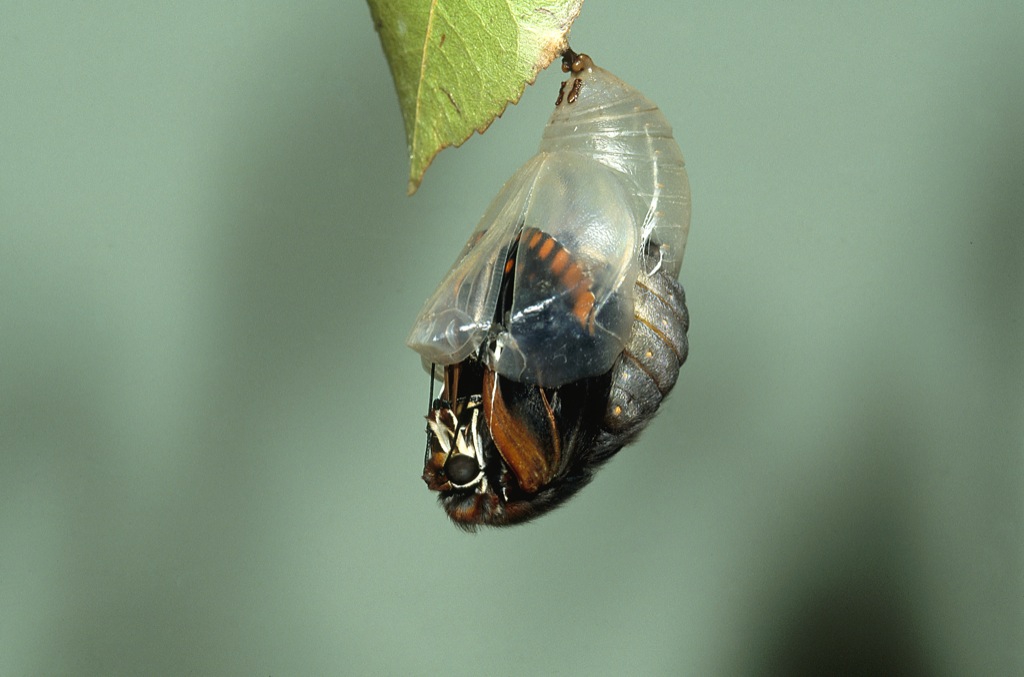 metamorfosis Charaxes 7 copia